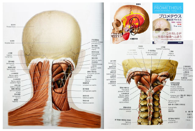 頭頸部／神経解剖